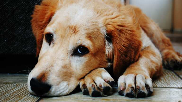 Dog 'sentenced to death' in Pakistan for biting child