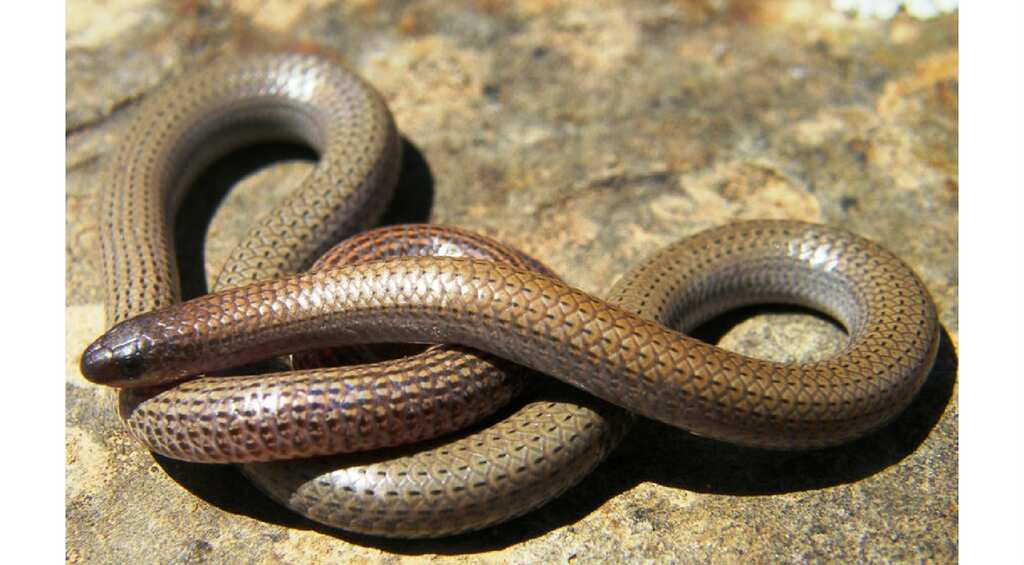 Science is accidentally helping poachers drive rare species to extinction