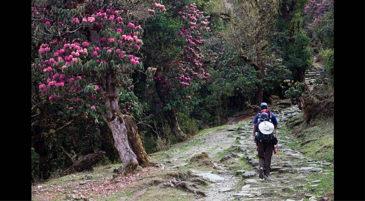 Barsey Rhododendron Sanctuary