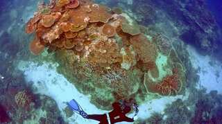 Global coral bleaching may be ending, says US agency