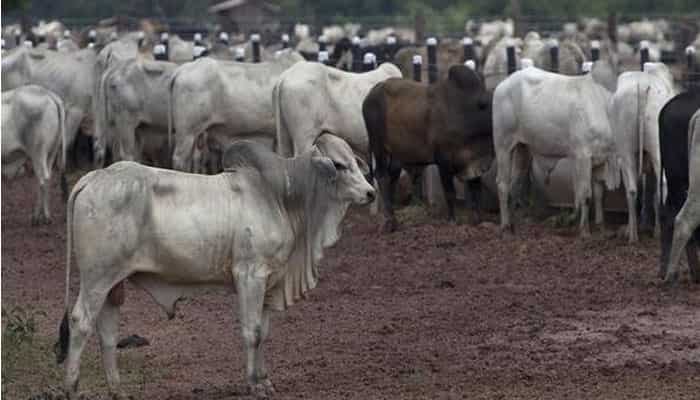 Cattle transporters 'assaulted' by cow vigilante group in Assam Cattle transporters 'assaulted' by cow vigilante group in Assam