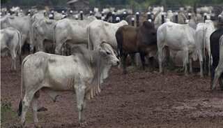 Cattle transporters 'assaulted' by cow vigilante group in Assam