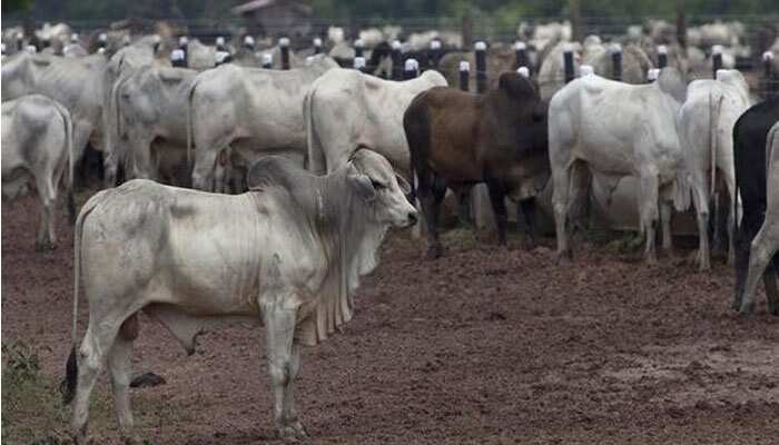 Cattle transporters 'assaulted' by cow vigilante group in Assam