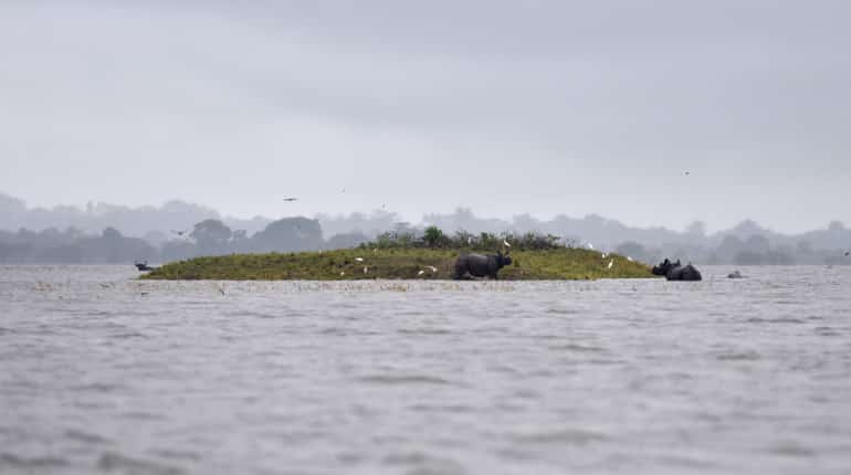 Rhinos at Kaziranga National Park, Assam