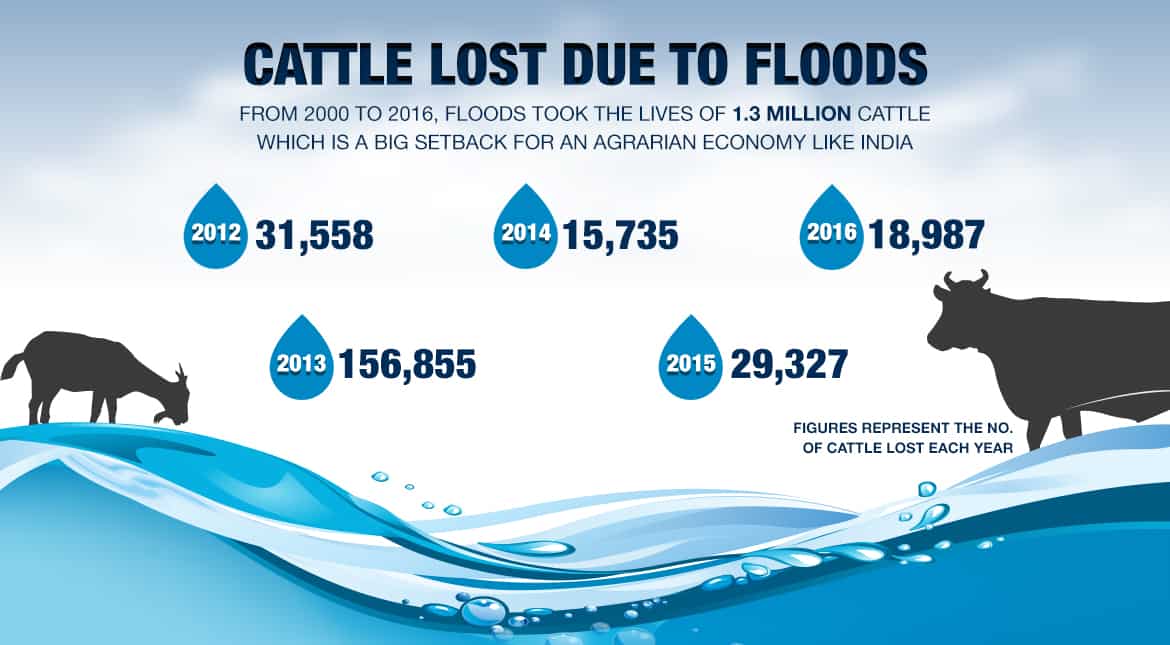 Cattle lost due to flood