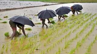 Uneven monsoon could lead to lower food grain production in India: Experts