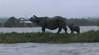 Assam floods: Water level recedes in Kaziranga, Pobitora