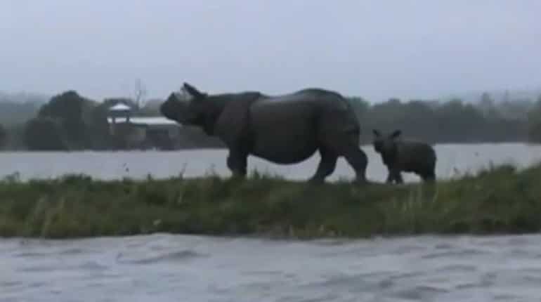 Assam floods: Water level recedes in Kaziranga, Pobitora