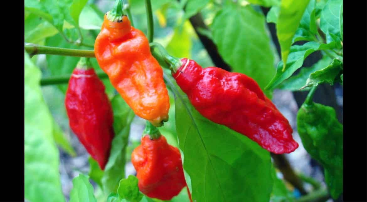 Bhut Jolokia of Nagaland