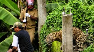 Mumbai: 2 women injured after leopard attacks them