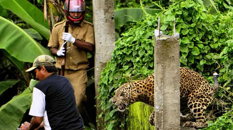 Mumbai: 2 women injured after leopard attacks them