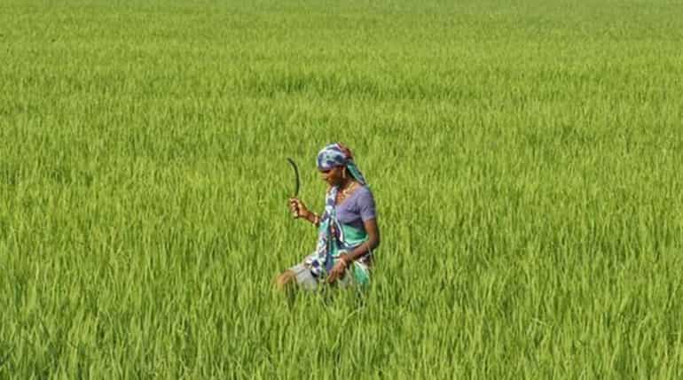 14 more pesticide deaths reported from Maharashtra, toll rises to 34