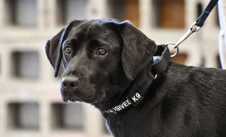 CIA cans K9 trainee that flunks smell test