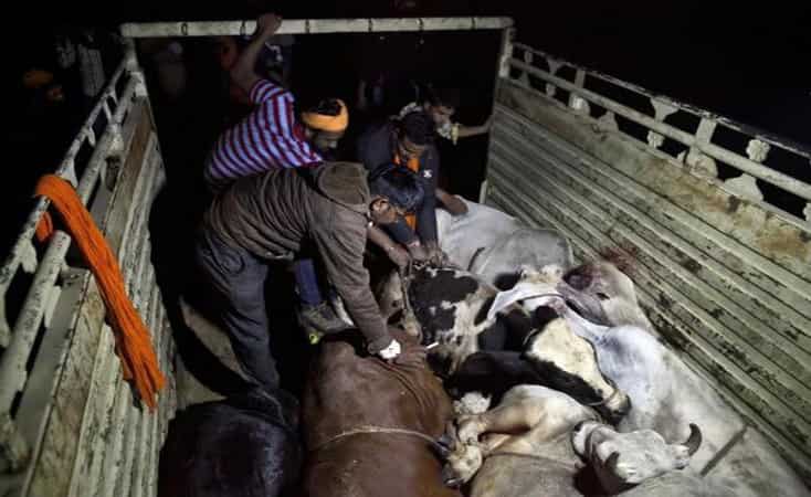 Supreme Court to hear pleas seeking ban on cow vigilante groups Supreme Court to hear pleas seeking ban on cow vigilante groups