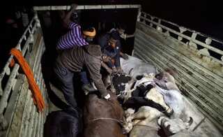 Supreme Court to hear pleas seeking ban on cow vigilante groups