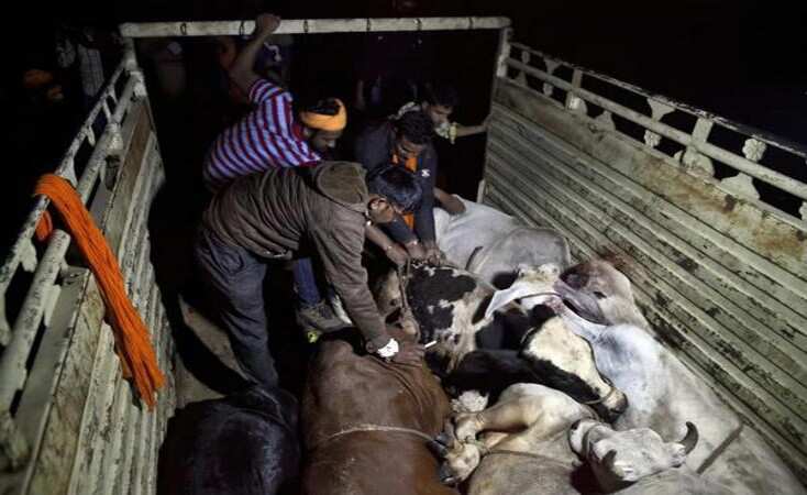 Supreme Court to hear pleas seeking ban on cow vigilante groups