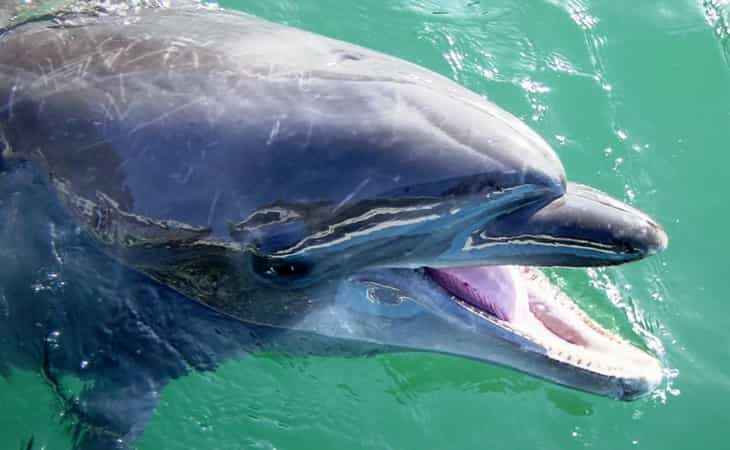 'Longest living' dolphin in captivity dies in Japan 'Longest living' dolphin in captivity dies in Japan