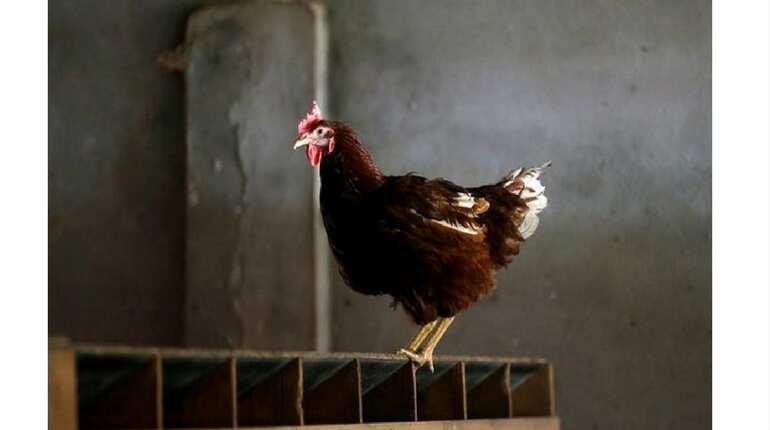 Pakistan: Teenager arrested for sexually assaulting chicken Pakistan: Teenager arrested for sexually assaulting chicken