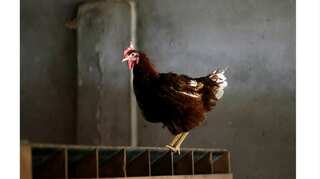 Pakistan: Teenager arrested for sexually assaulting chicken