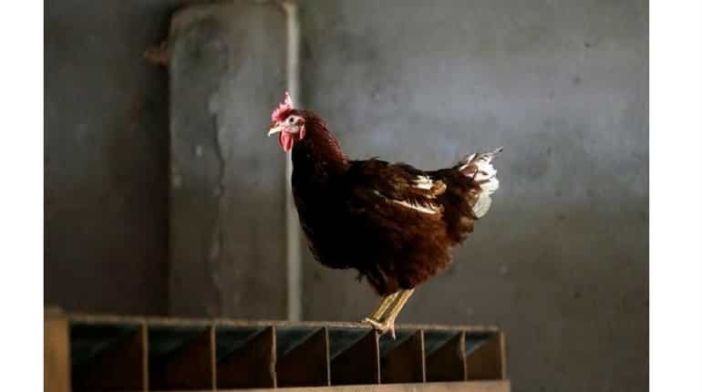 Pakistan: Teenager arrested for sexually assaulting chicken