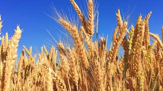 India's November inflation likely to exceed RBI's 4 per cent target