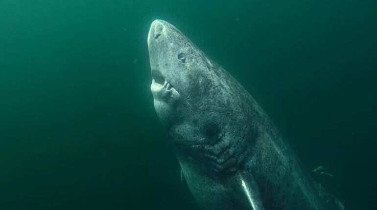 Arctic Greenland Shark can be around 500-year-old, experts say