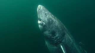 Arctic Greenland Shark can be around 500-year-old, experts say