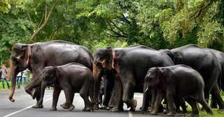 Coronavirus gives Sri Lanka's threatened elephants a reprieve