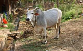 Jharkhand: Two men lynched for allegedly stealing cattle