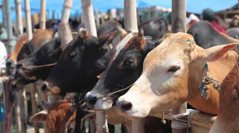 3 states get contempt notice from Supreme Court on cow vigilantism 3 states get contempt notice from Supreme Court on cow vigilantism