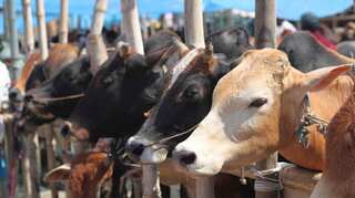 3 states get contempt notice from Supreme Court on cow vigilantism