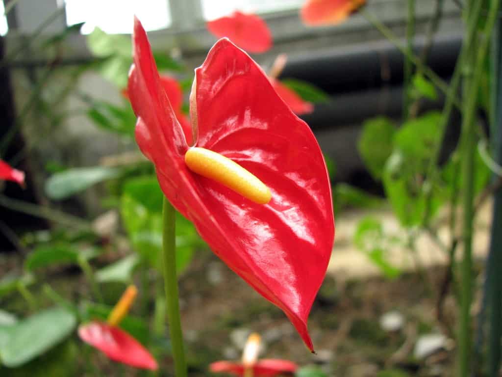 Opinion: On Valentine's Day, what flowers to gift your valentine Opinion: On Valentine's Day, what flowers to gift your valentine