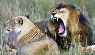 Suspected poacher eaten by lions in South Africa