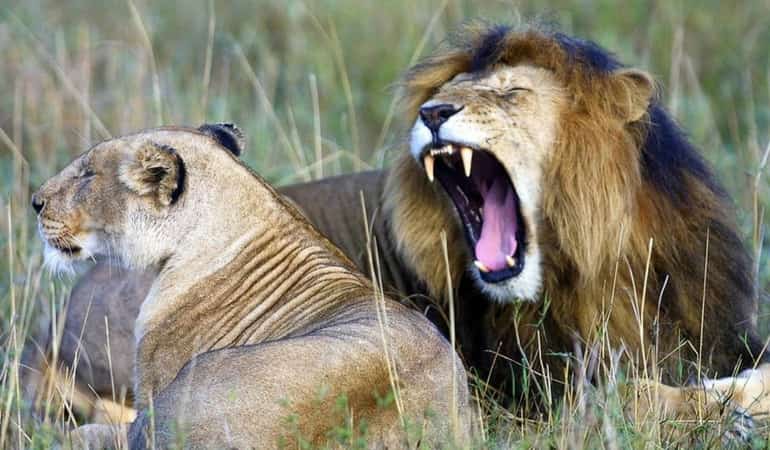 Suspected poacher eaten by lions in South Africa
