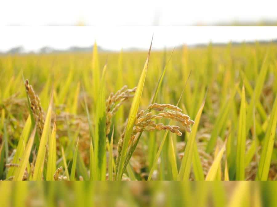 Indian scientists say three varieties of rice can cure breast, lung cancer