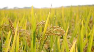 Indian scientists say three varieties of rice can cure breast, lung cancer