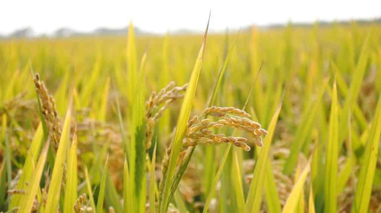 Indian scientists say three varieties of rice can cure breast, lung ...