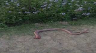 Snake bites farmer, he chews off its head