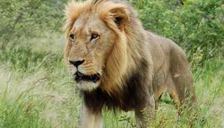Endangered Asiatic lion population increases to 600