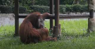 Indonesian orangutan caught puffing on zoo visitor's cigarette