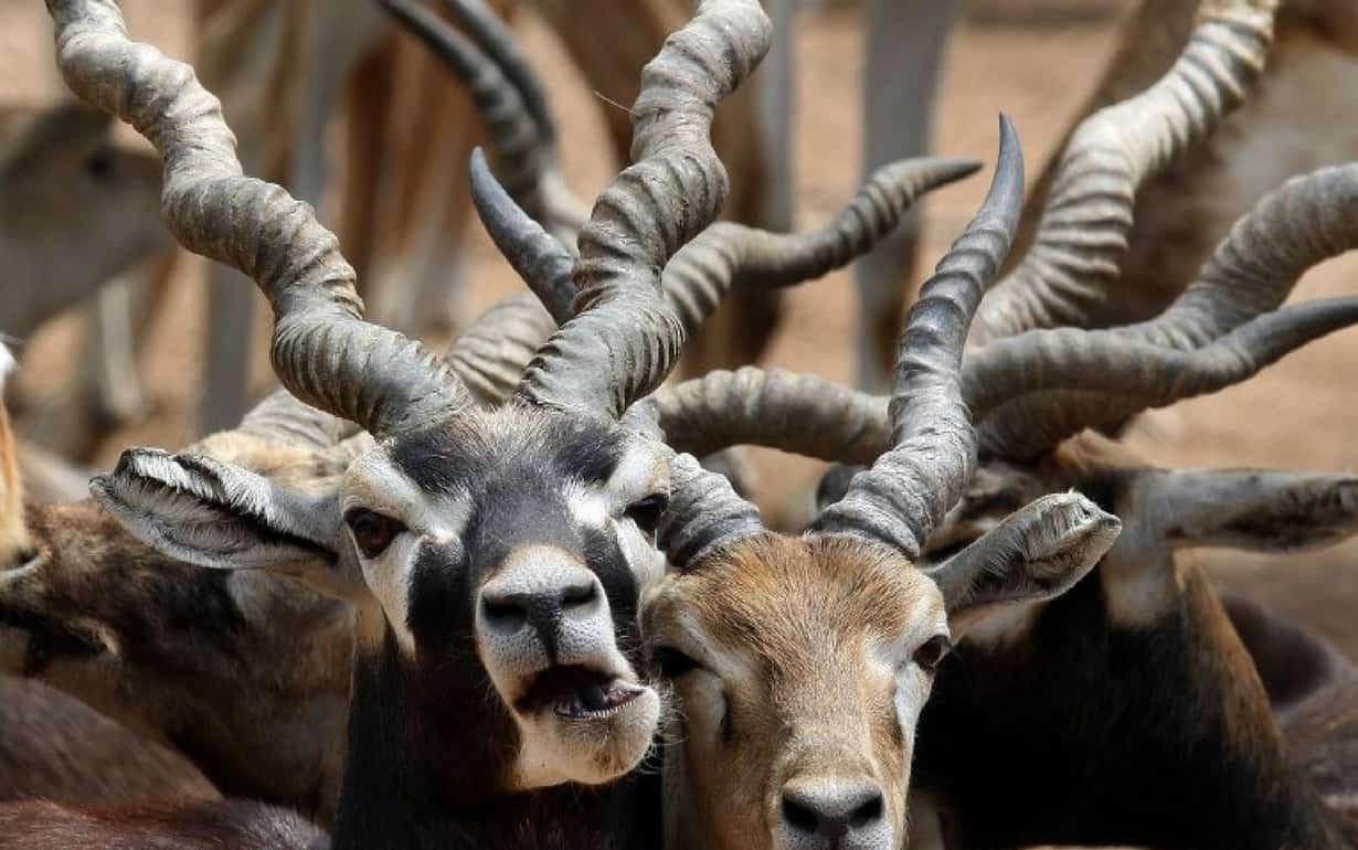 Blackbucks