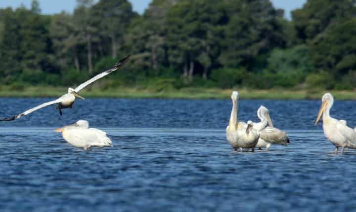 Dalmatian Pelicans