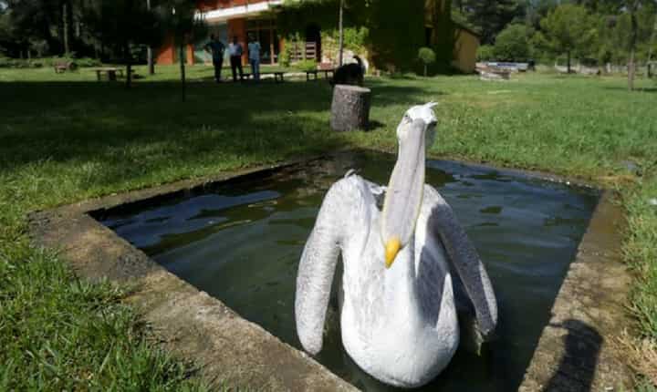 Dalmatian Pelicans