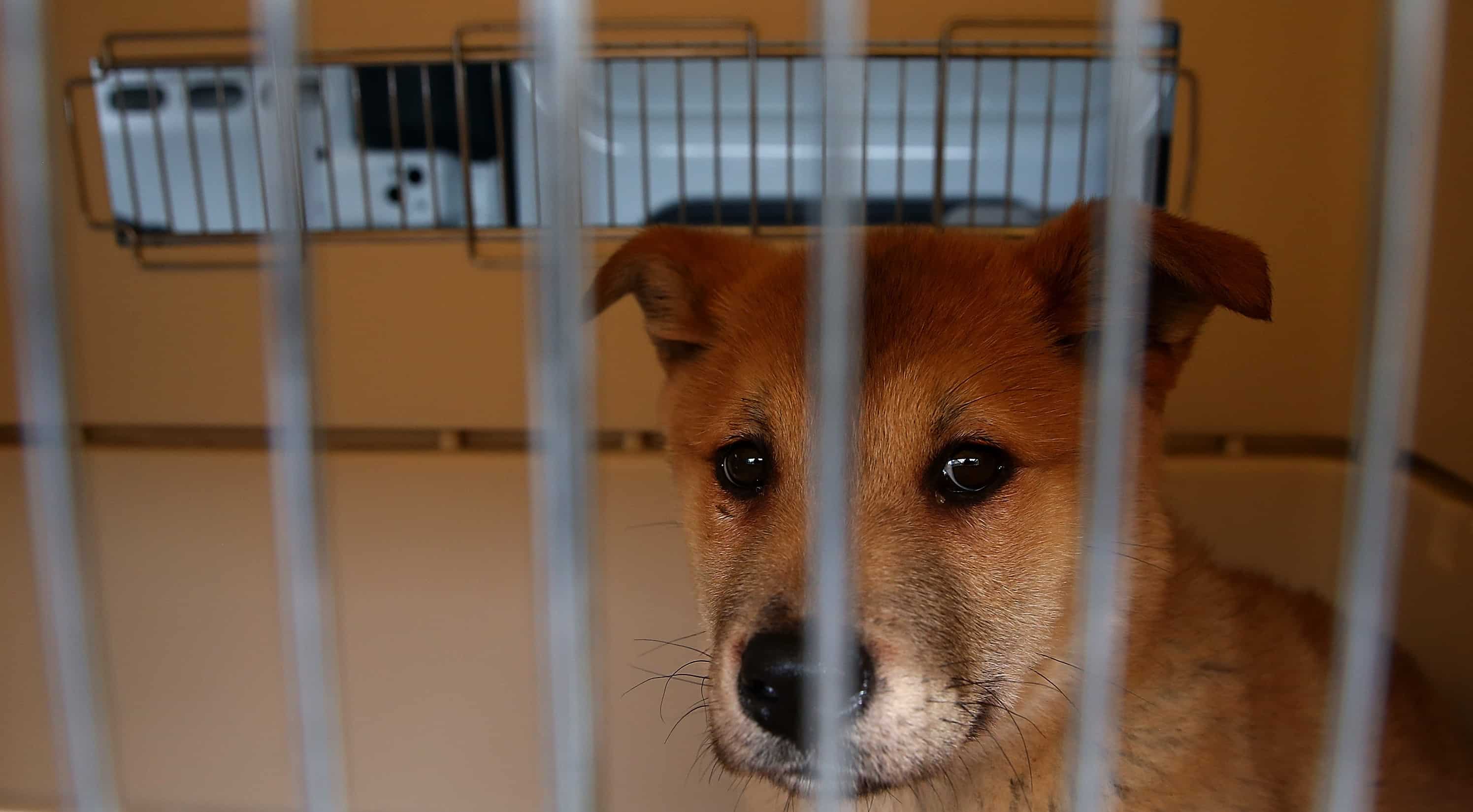 China's latest trend of mystery 'blind boxes' leads to deaths of puppies and kittens China's latest trend of mystery 'blind boxes' leads to deaths of puppies and kittens