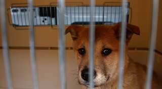 Animal activists tackle Chinese dog meat festival