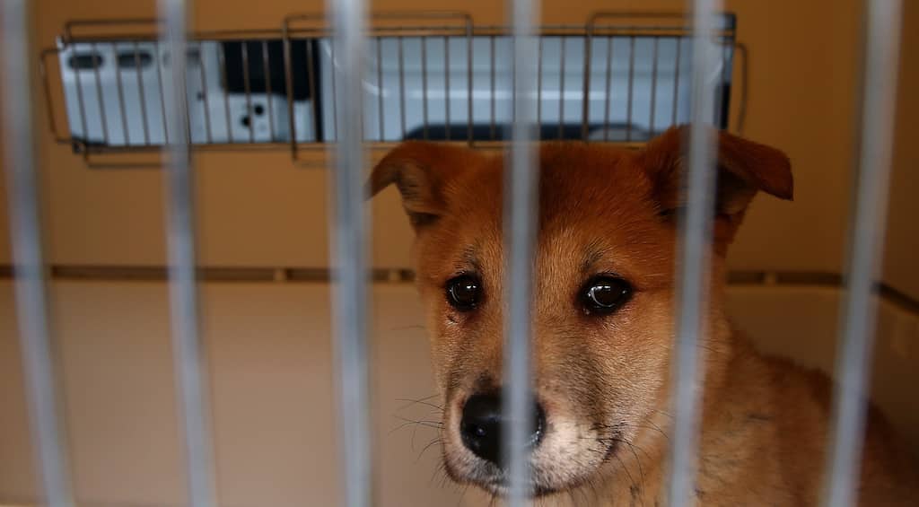 China's latest trend of mystery 'blind boxes' leads to deaths of puppies and kittens