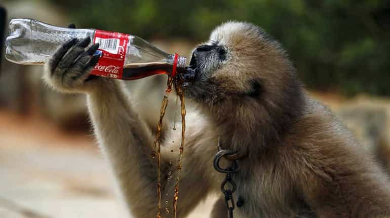 Animals beat the heat