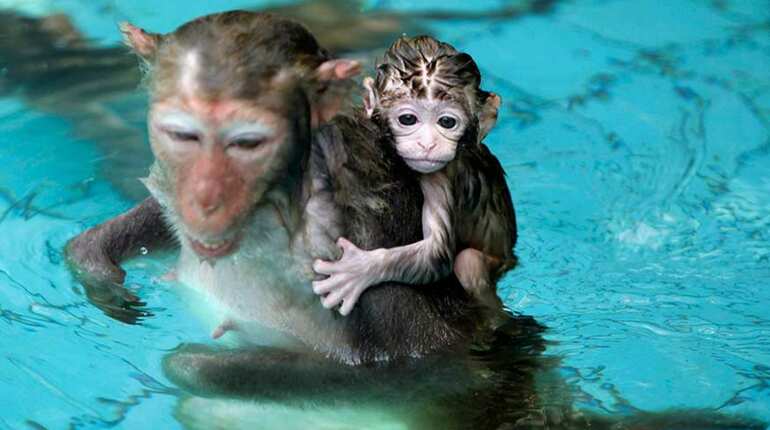 Animals beat the heat
