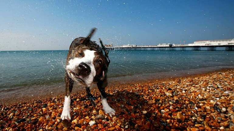 Animals beat the heat