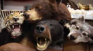 A simple matter of life and death: India's last taxidermist keeps at it
